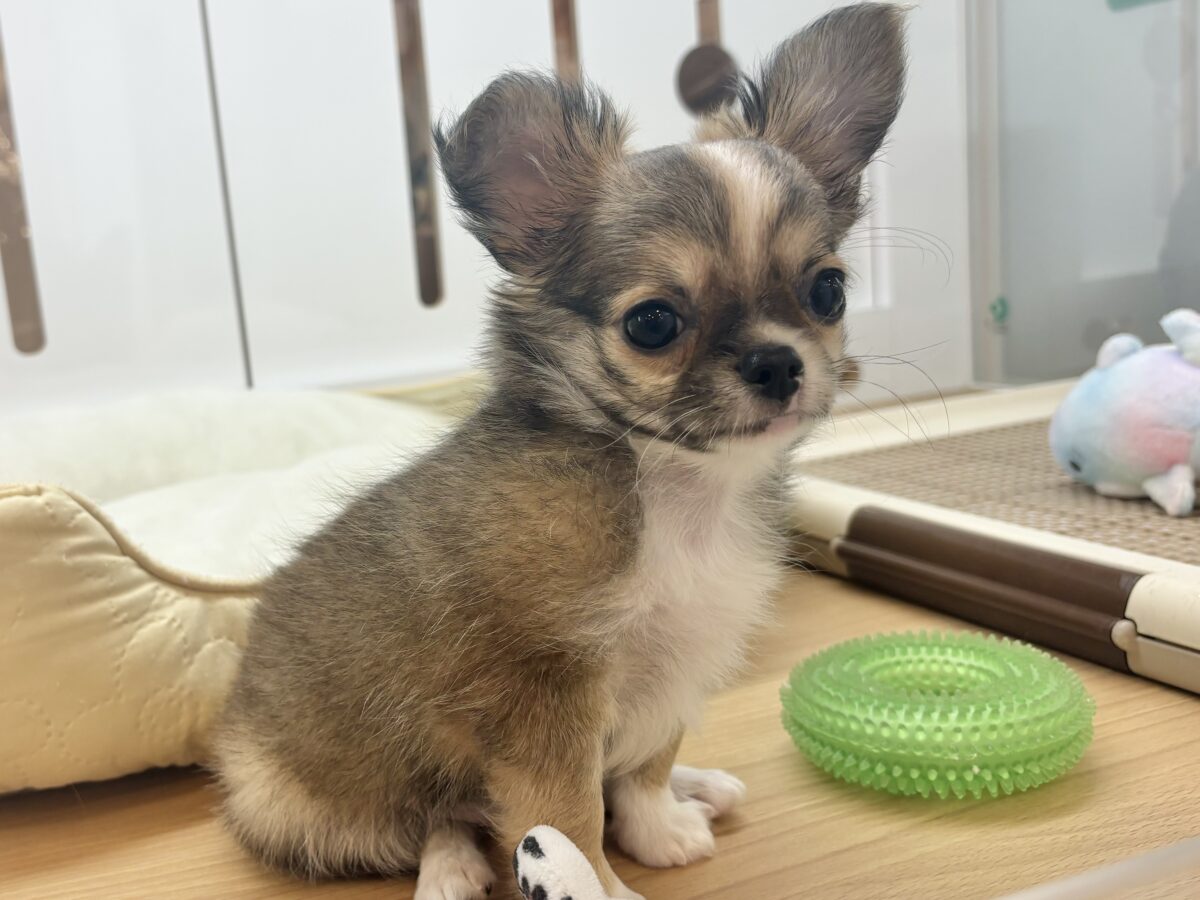 チワワ