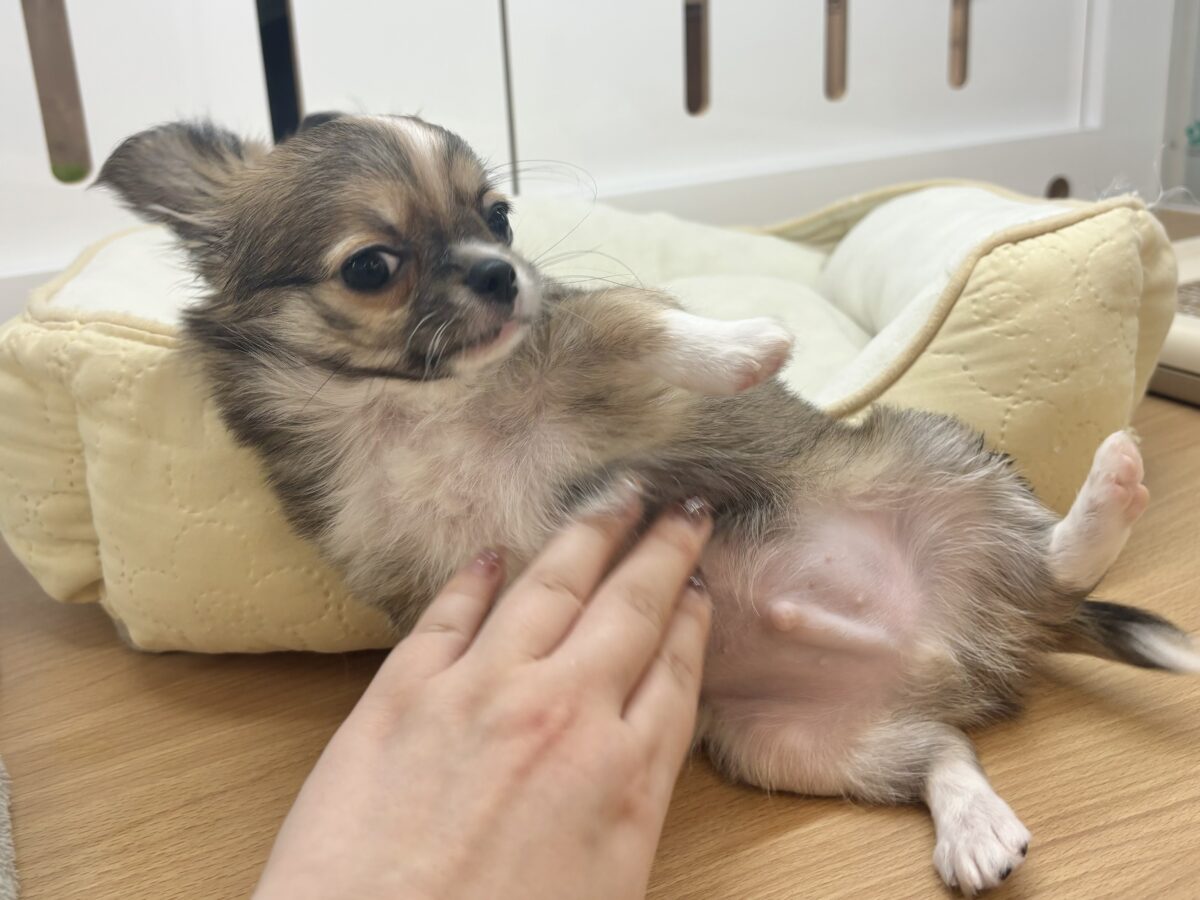 チワワ
