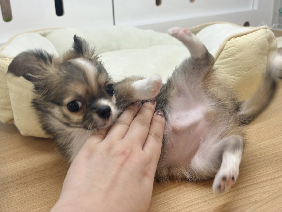 チワワ