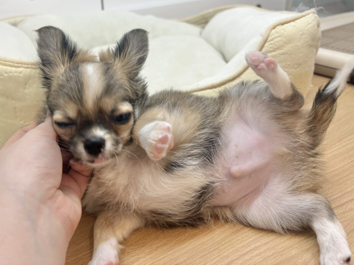 チワワ