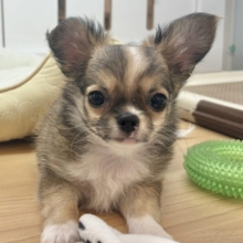 僕のでっっか〜〜い愛を受け取ってぇ♡チワワくん！