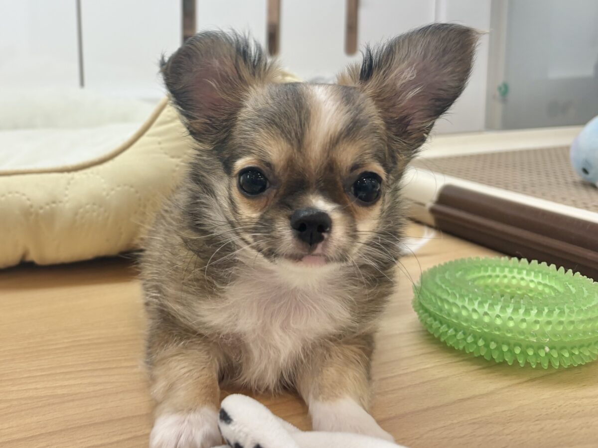 僕のでっっか〜〜い愛を受け取ってぇ♡チワワくん！