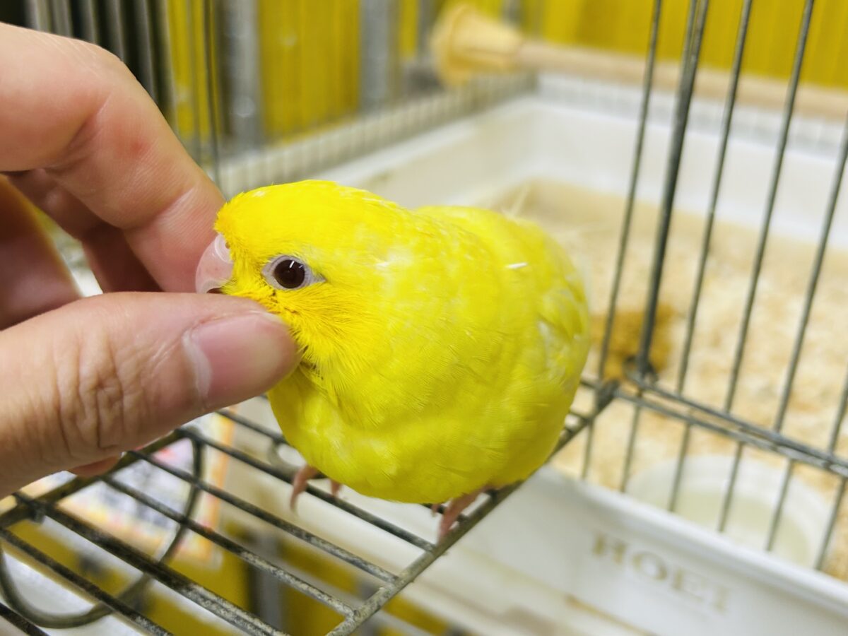 サザナミインコ