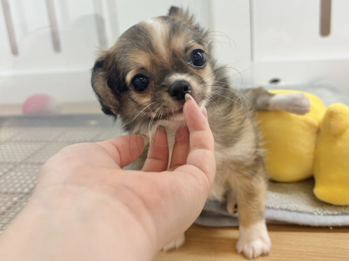 チワワ