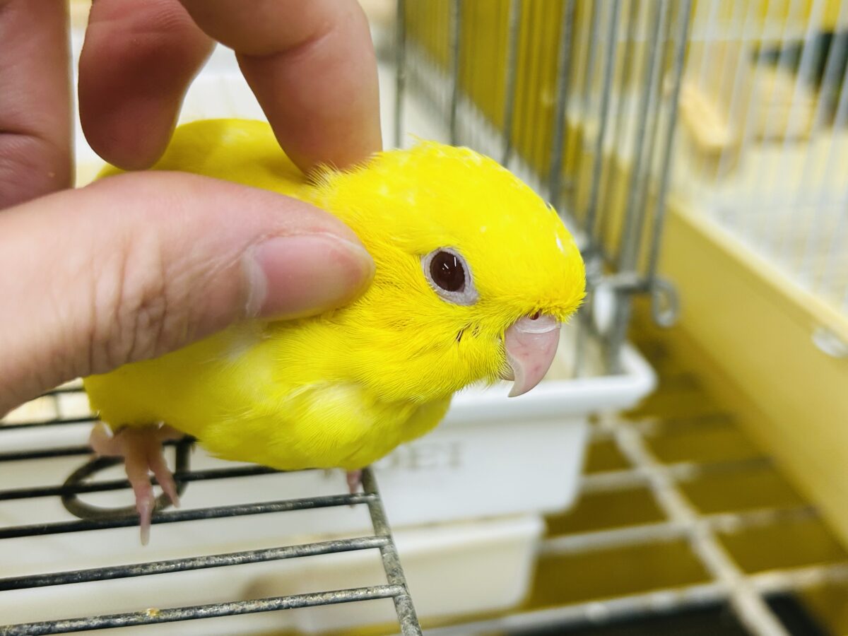 サザナミインコ