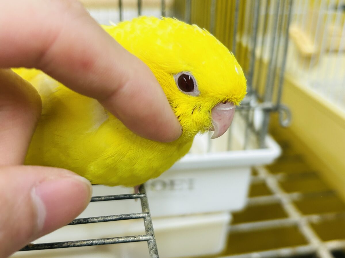 サザナミインコ