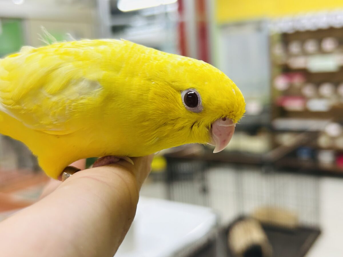 サザナミインコ