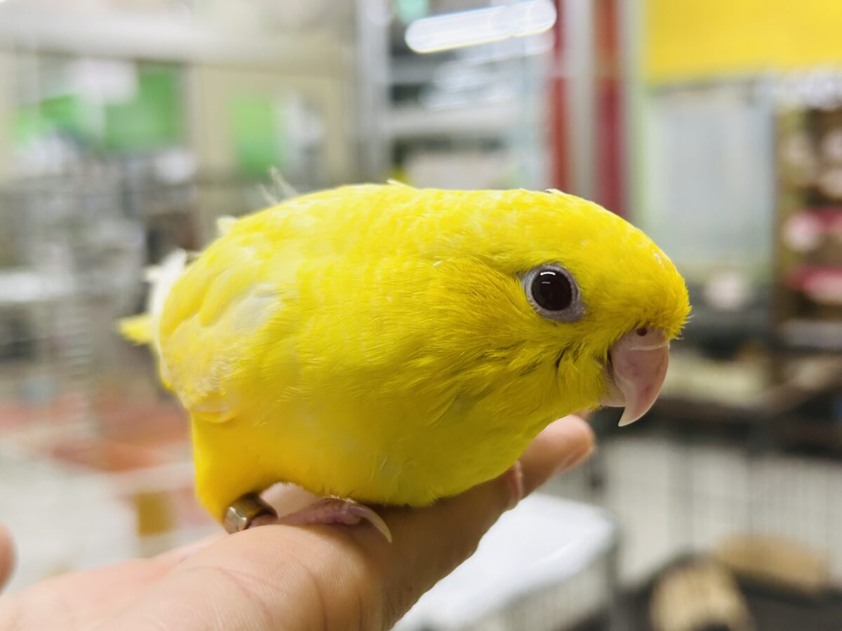 【🌟最新画像更新🌟】ルチノーカラーのサザナミインコさんがやってきましたよ～💛💛
