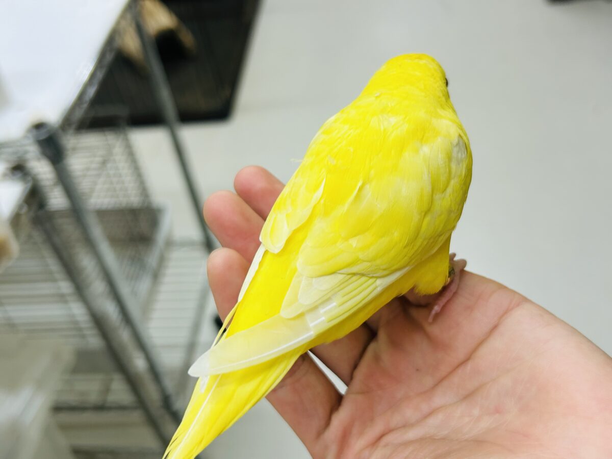 サザナミインコ