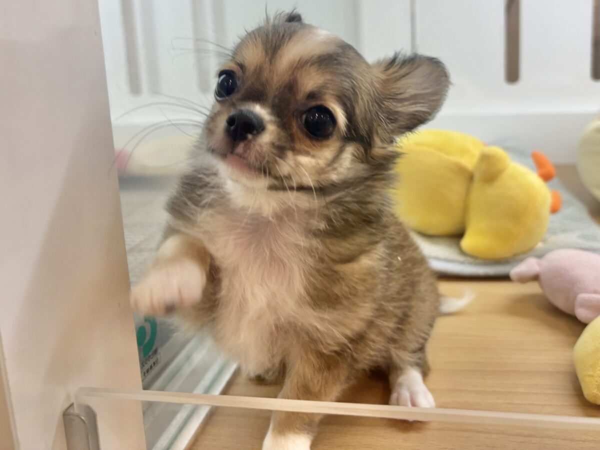チワワ