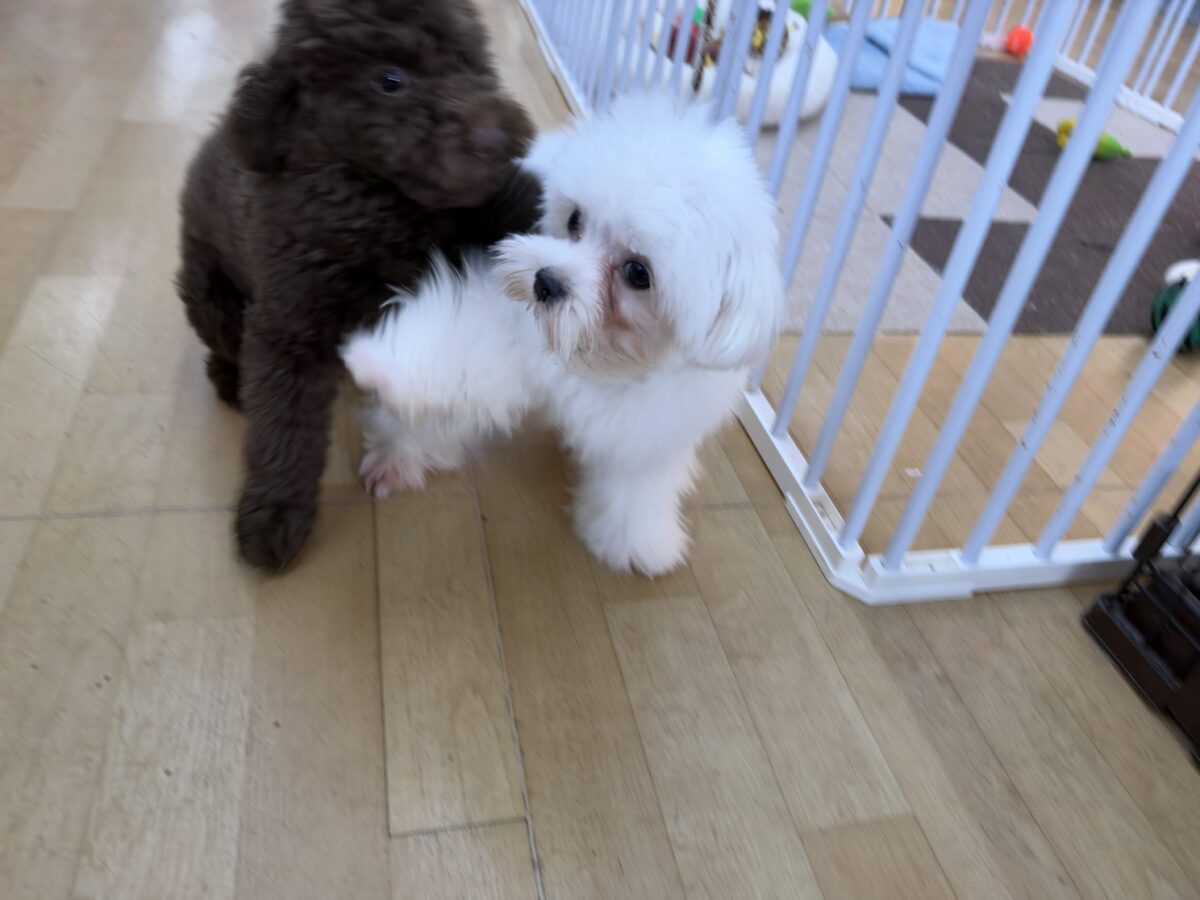 トイプードル