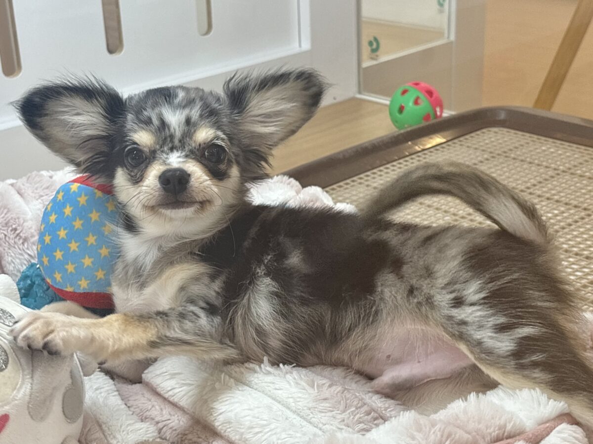 チワックス