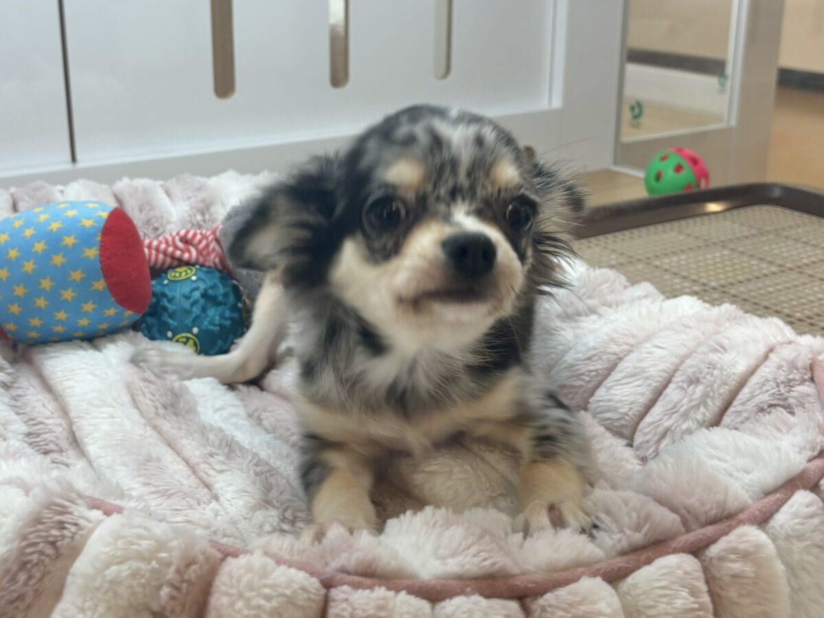 チワックス
