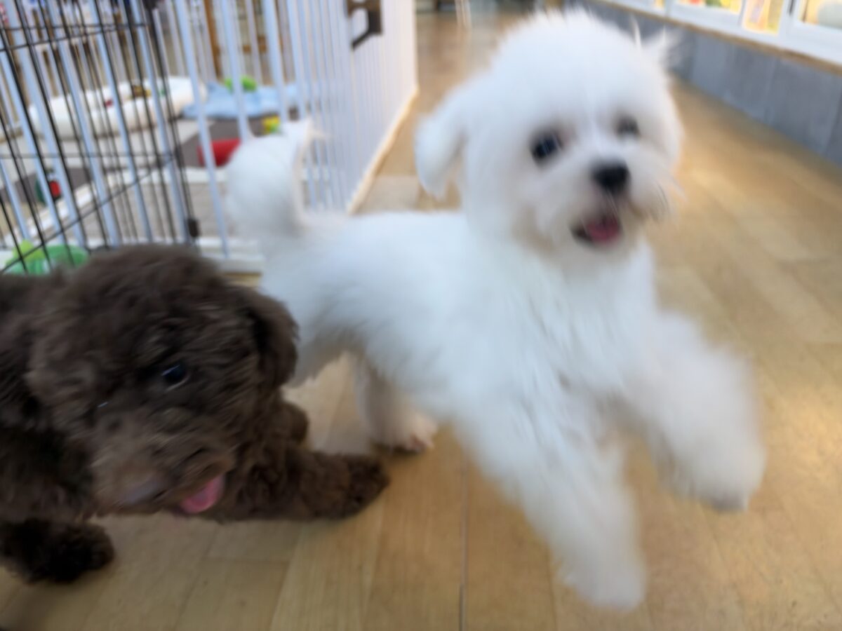 トイプードル