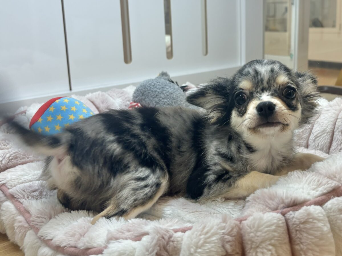 チワックス