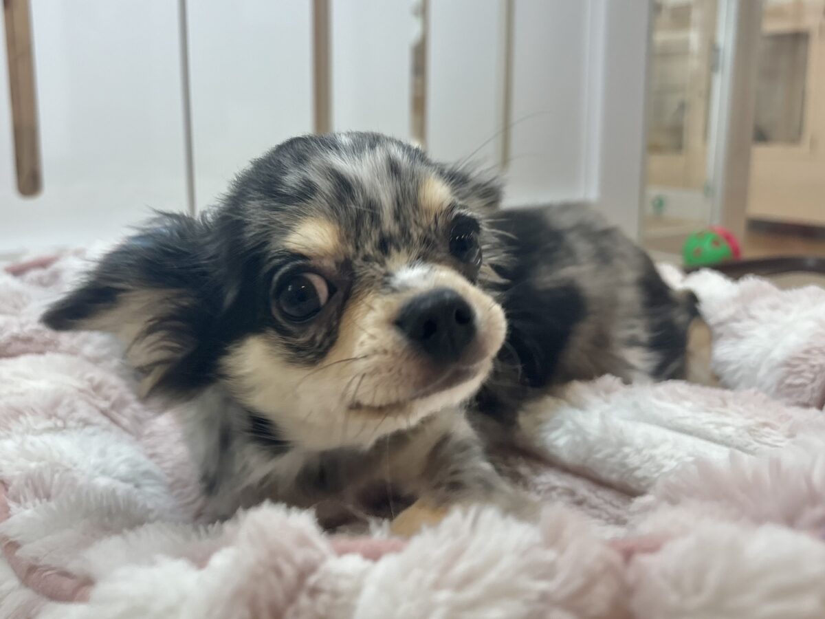 チワックス