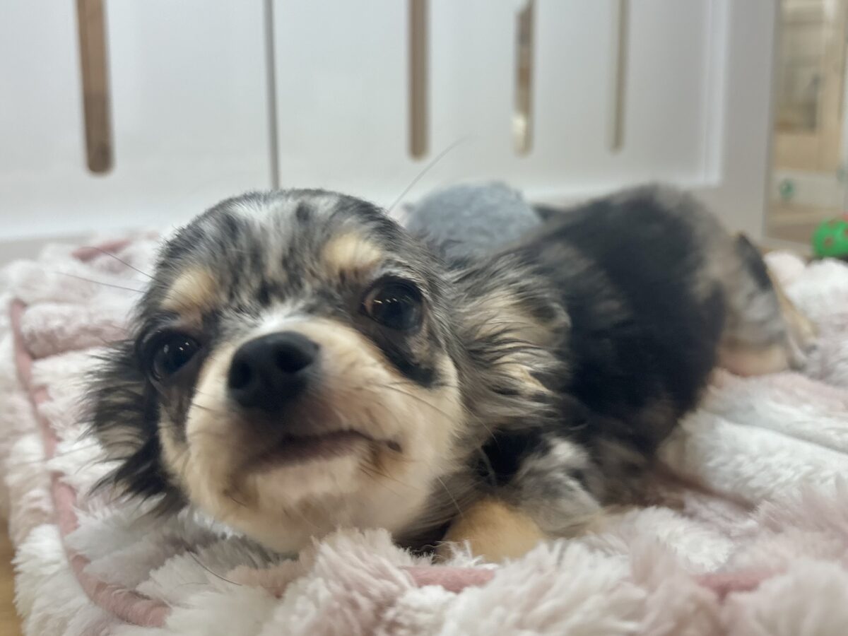 チワックス