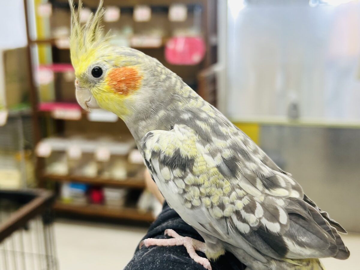 オカメインコ