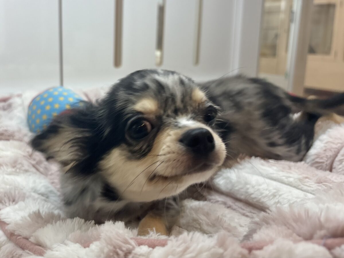 チワックス