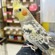 【🌟最新画像更新🌟】💛💛オカメインコ（シナモンパール）💛💛