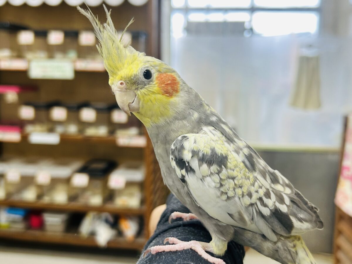 オカメインコ