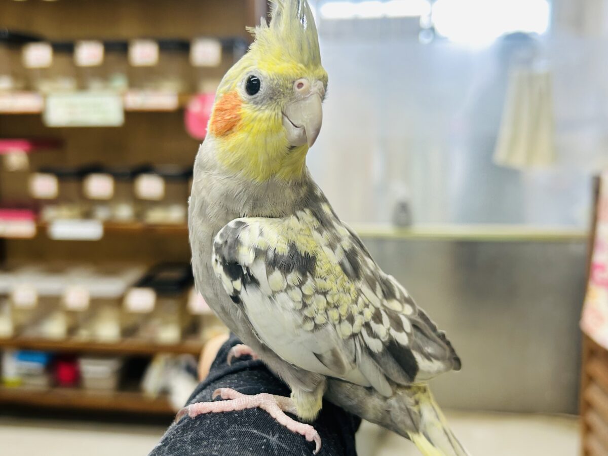 オカメインコ