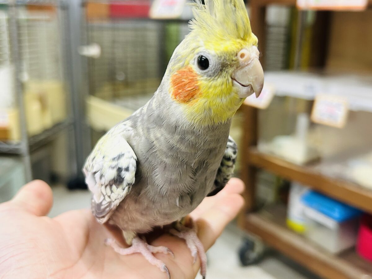 オカメインコ