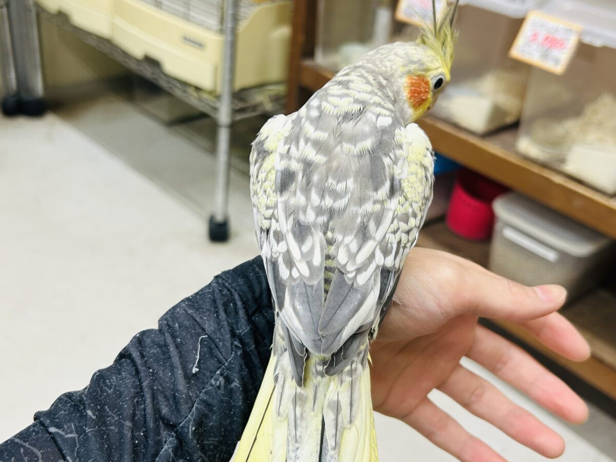 オカメインコ