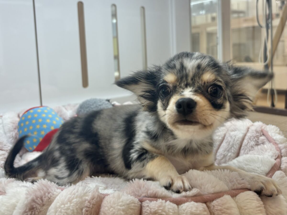 チワックス