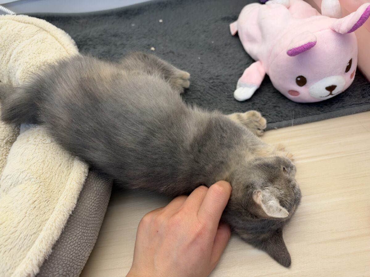 ゴロゴロすりすりとまらん❣️❣️甘ったれ上手なブリティッシュショートヘアの女のコきました💫 ブリティッシュショートヘア