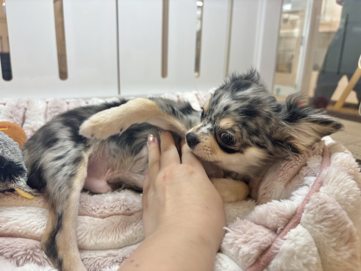 チワックス