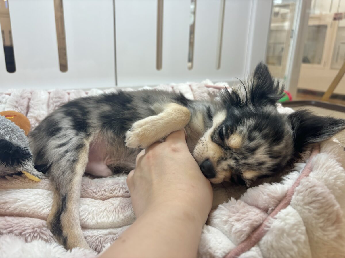 チワックス