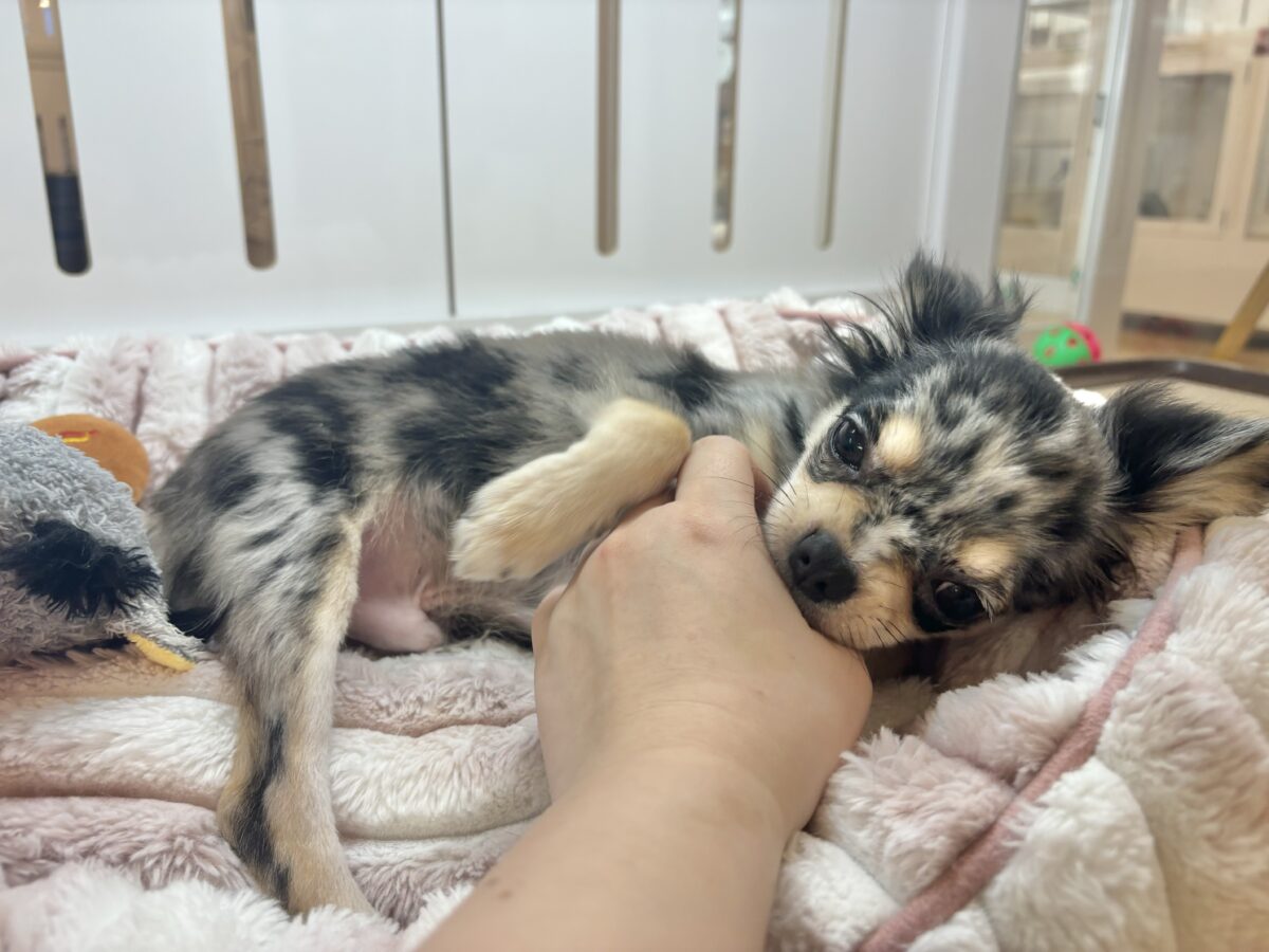 チワックス