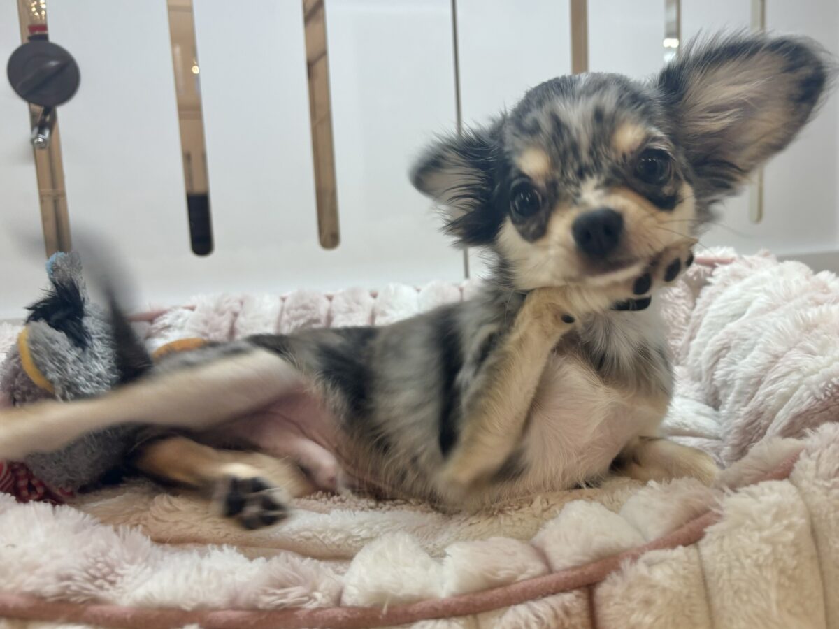 チワックス