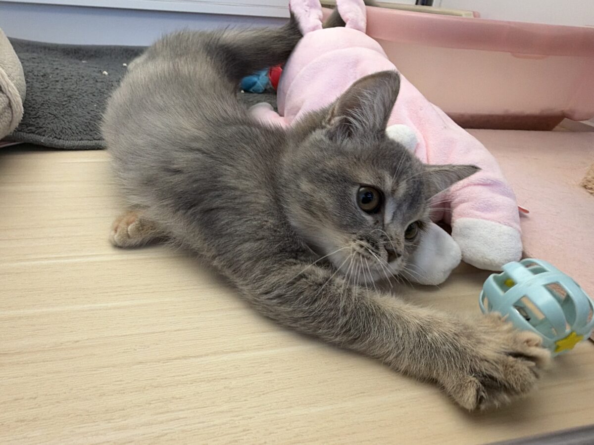 ゴロゴロすりすりとまらん❣️❣️甘ったれ上手なブリティッシュショートヘアの女のコきました💫 ブリティッシュショートヘア
