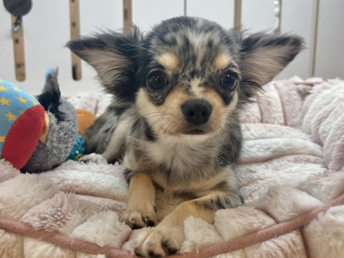チワックス