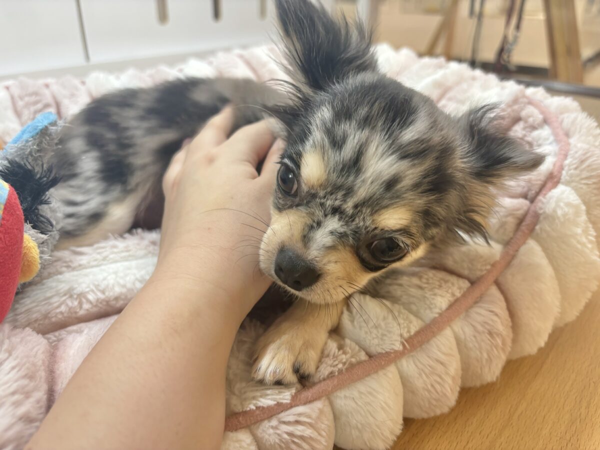 チワックス