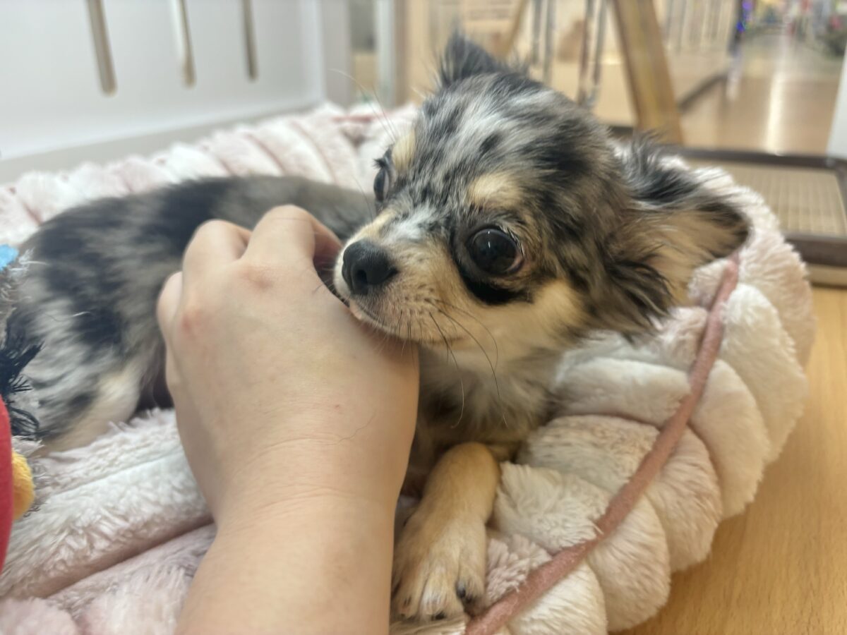 チワックス
