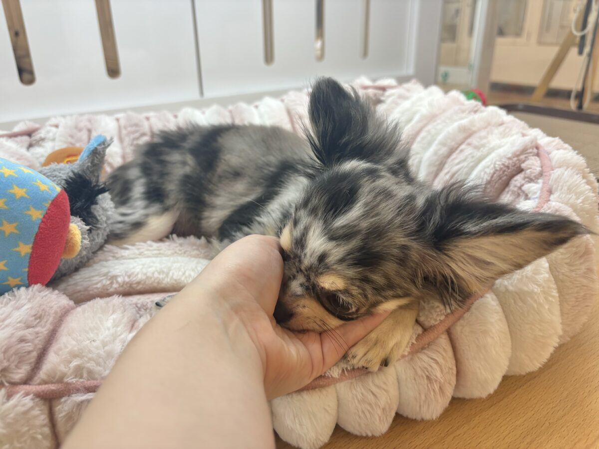 チワックス