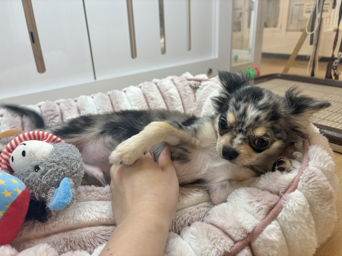チワックス