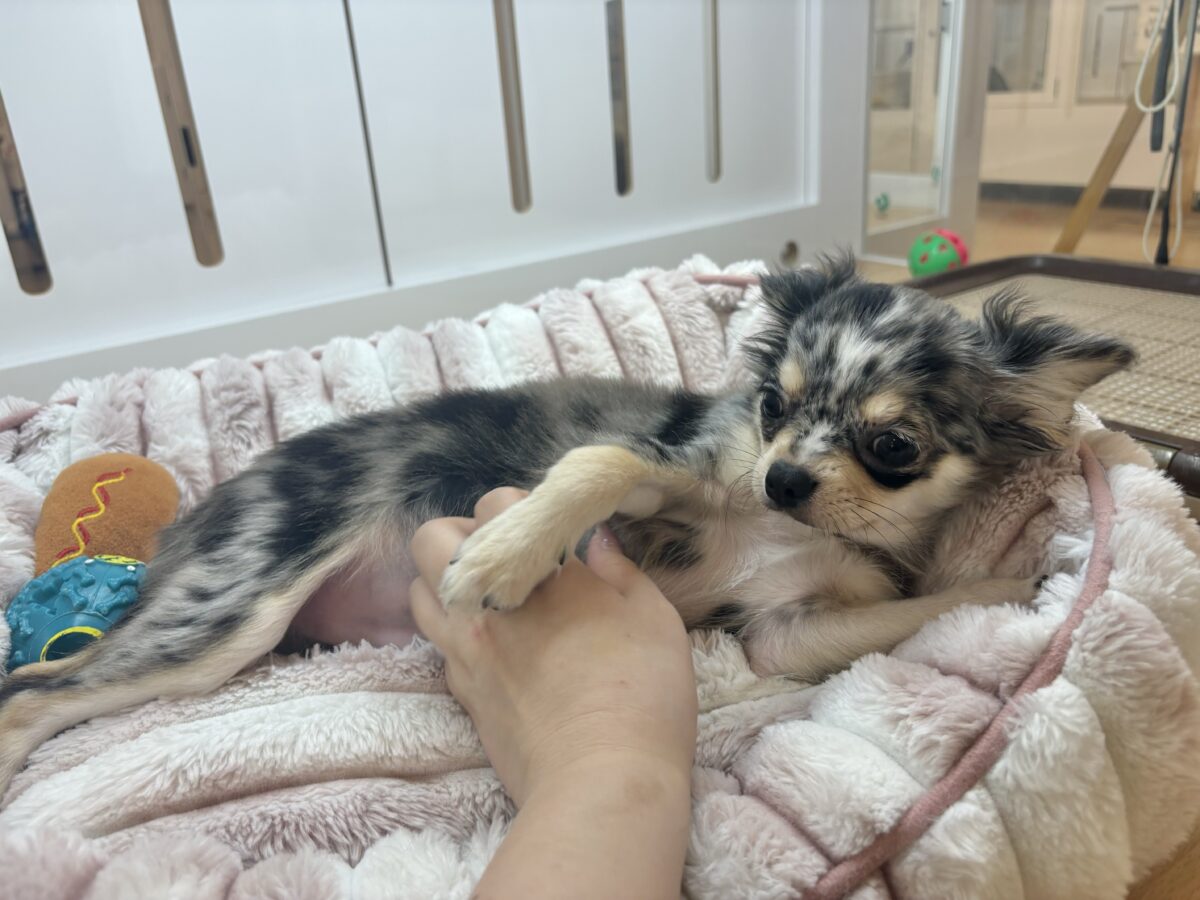 チワックス