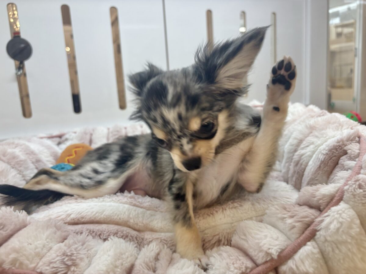 チワックス