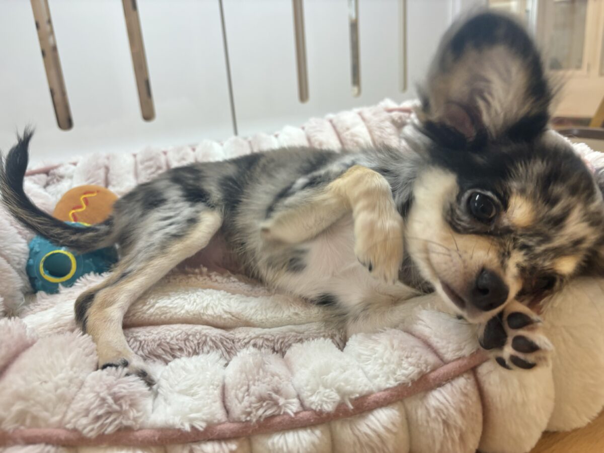 チワックス