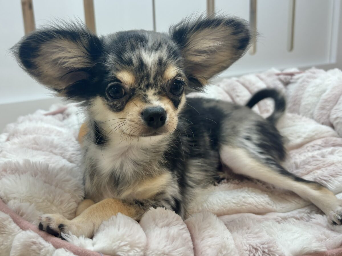 チワックス