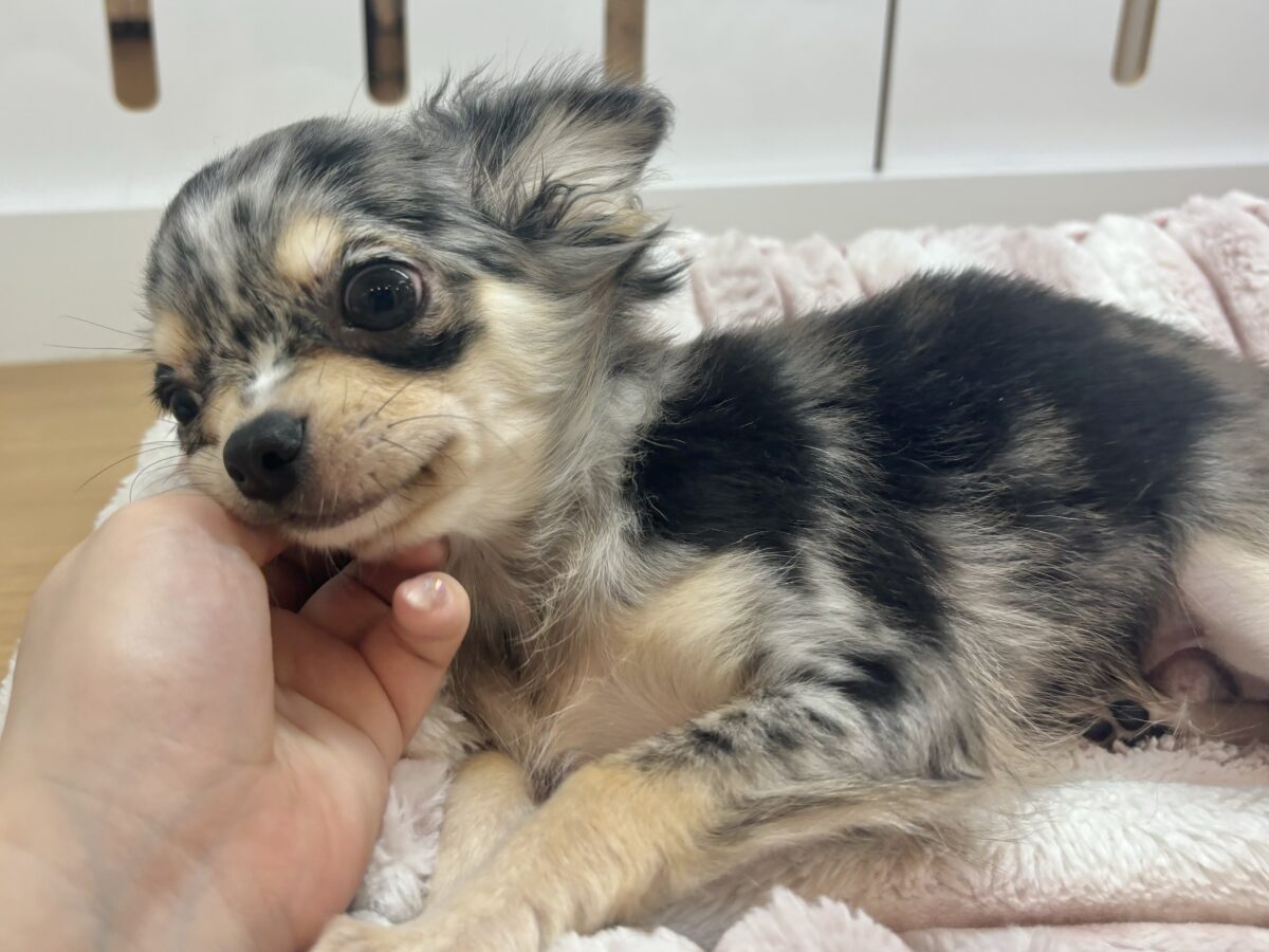 チワックス