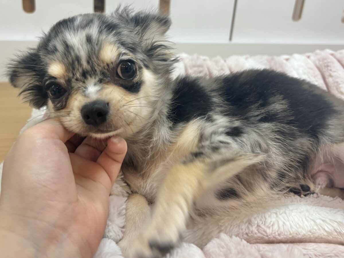 チワックス