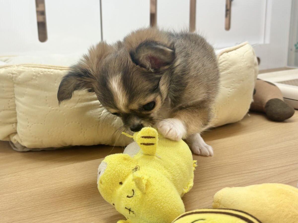 チワワ