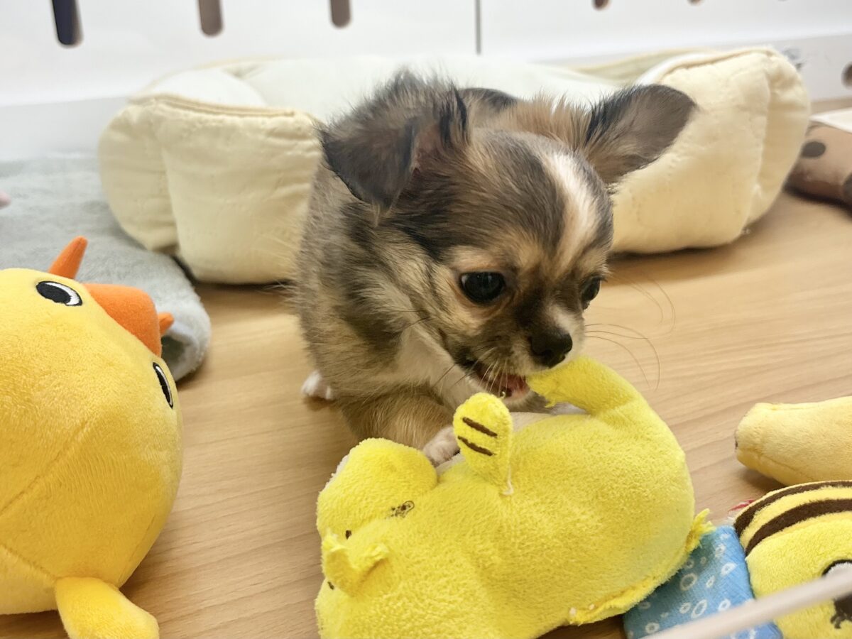 チワワ