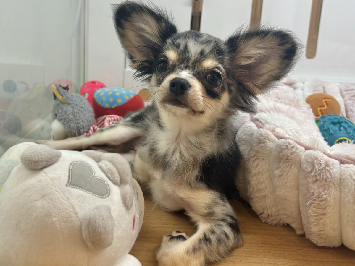 チワックス