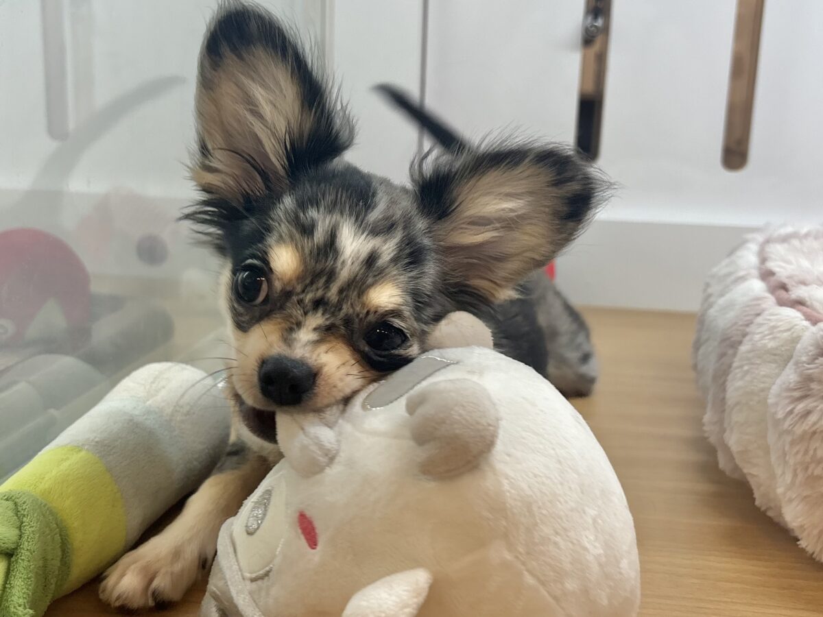 チワックス